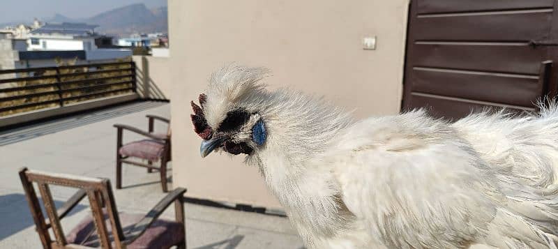 silkie hens, pair 1 murgha 2 murghie 7 months old ready to breed 6