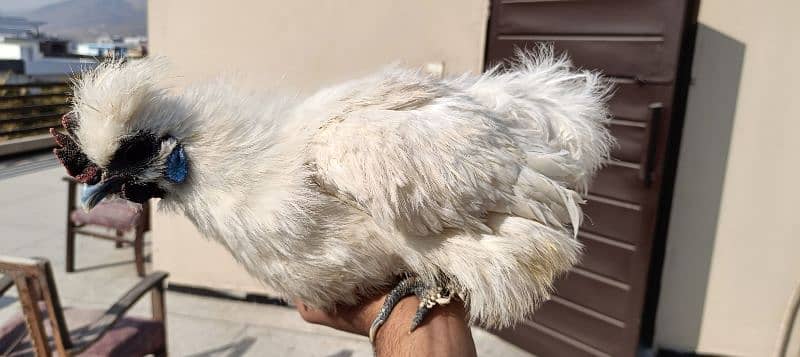 silkie hens, pair 1 murgha 2 murghie 7 months old ready to breed 7