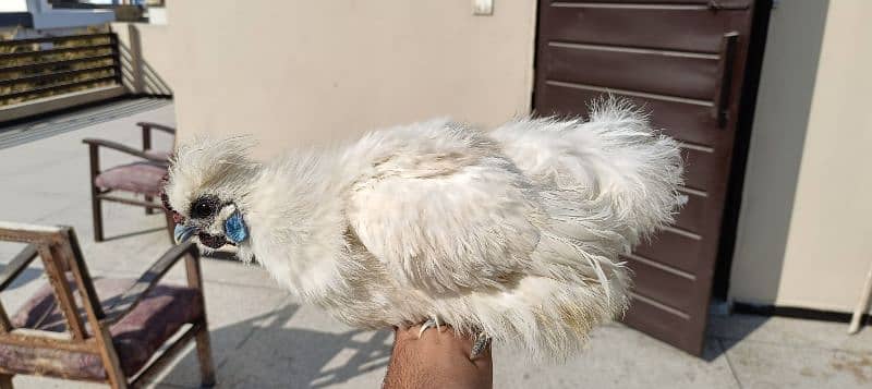 silkie hens, pair 1 murgha 2 murghie 7 months old ready to breed 8