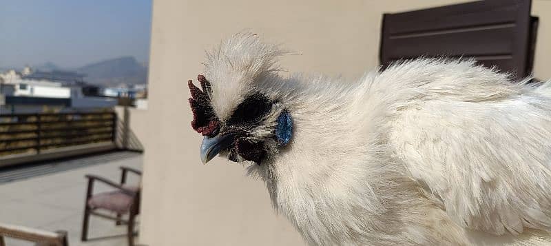 silkie hens, pair 1 murgha 2 murghie 7 months old ready to breed 9