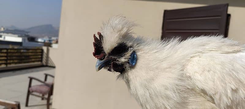 silkie hens, pair 1 murgha 2 murghie 7 months old ready to breed 10