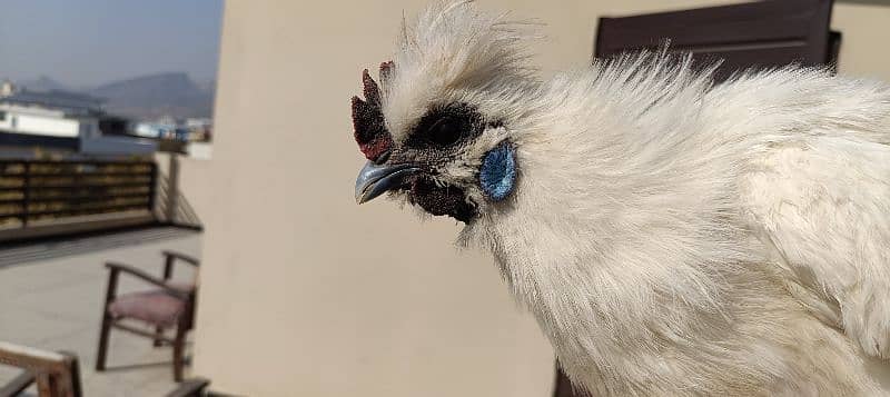 silkie hens, pair 1 murgha 2 murghie 7 months old ready to breed 11