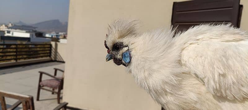 silkie hens, pair 1 murgha 2 murghie 7 months old ready to breed 12