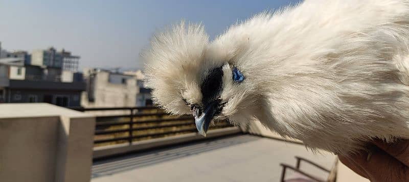 silkie hens, pair 1 murgha 2 murghie 7 months old ready to breed 13