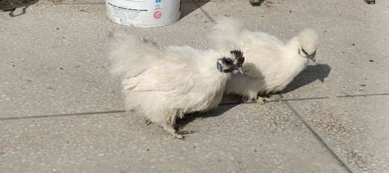 silkie hens, pair 1 murgha 2 murghie 7 months old ready to breed 16