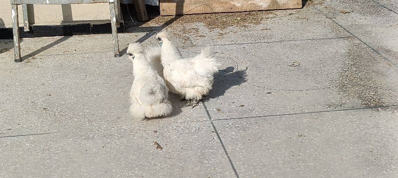 silkie hens, pair 1 murgha 2 murghie 7 months old ready to breed 17