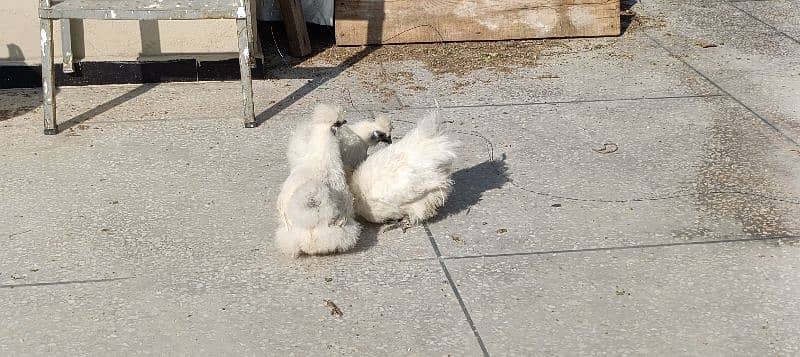 silkie hens, pair 1 murgha 2 murghie 7 months old ready to breed 18