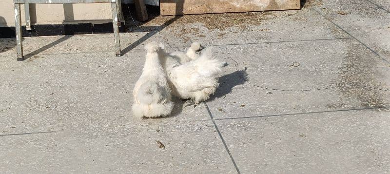 silkie hens, pair 1 murgha 2 murghie 7 months old ready to breed 19