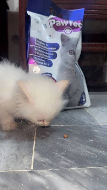 persian kitten 1 month old kitten 3