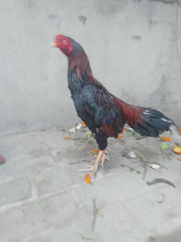 murga or pakoyi female 0