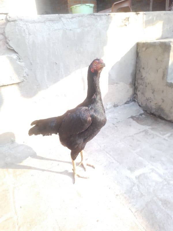 murga or pakoyi female 9