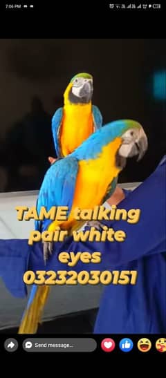 MACAW Blue n Gold tame talking pair Karachi breed