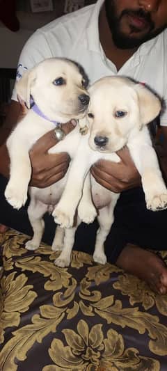 Labradog puppy for sale