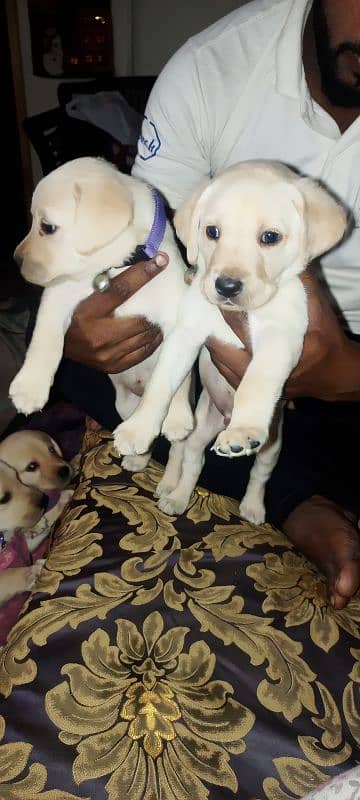 Labradog puppy for sale 1