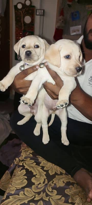 Labradog puppy for sale 2