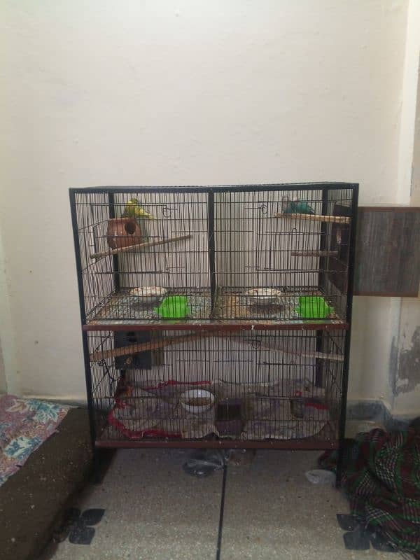 Sab breeder pair hyn or 1 sye 2 dafa breed kar bhi de hy (birds+cage) 0