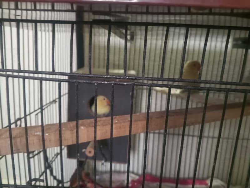 Sab breeder pair hyn or 1 sye 2 dafa breed kar bhi de hy (birds+cage) 1