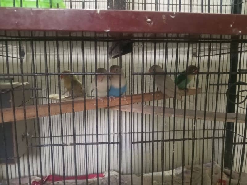 Sab breeder pair hyn or 1 sye 2 dafa breed kar bhi de hy (birds+cage) 2