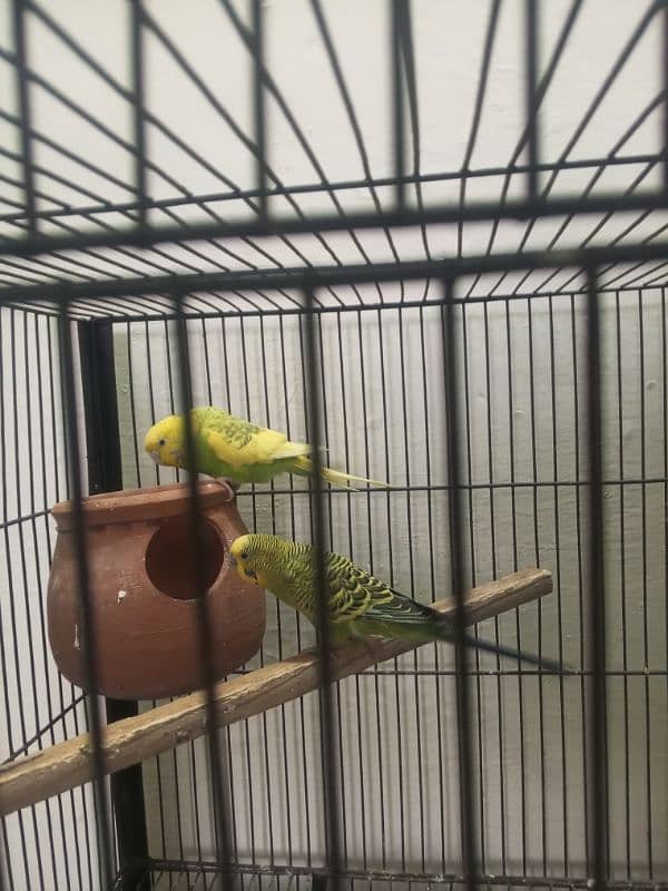 Sab breeder pair hyn or 1 sye 2 dafa breed kar bhi de hy (birds+cage) 3