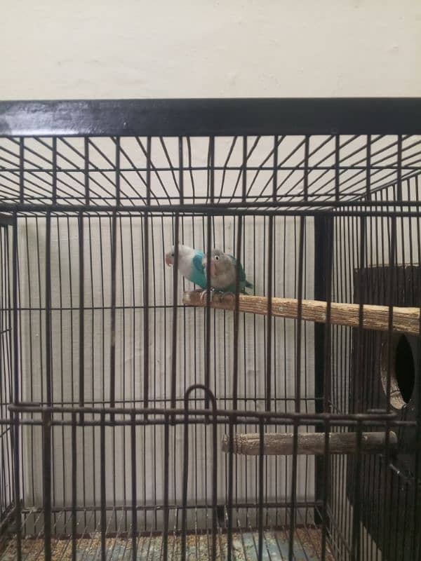 Sab breeder pair hyn or 1 sye 2 dafa breed kar bhi de hy (birds+cage) 4