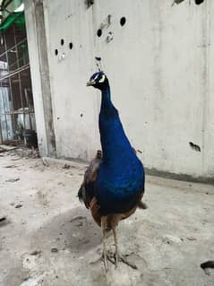 Breader Pair for Sale With 1 year Chick. Urgent Sale