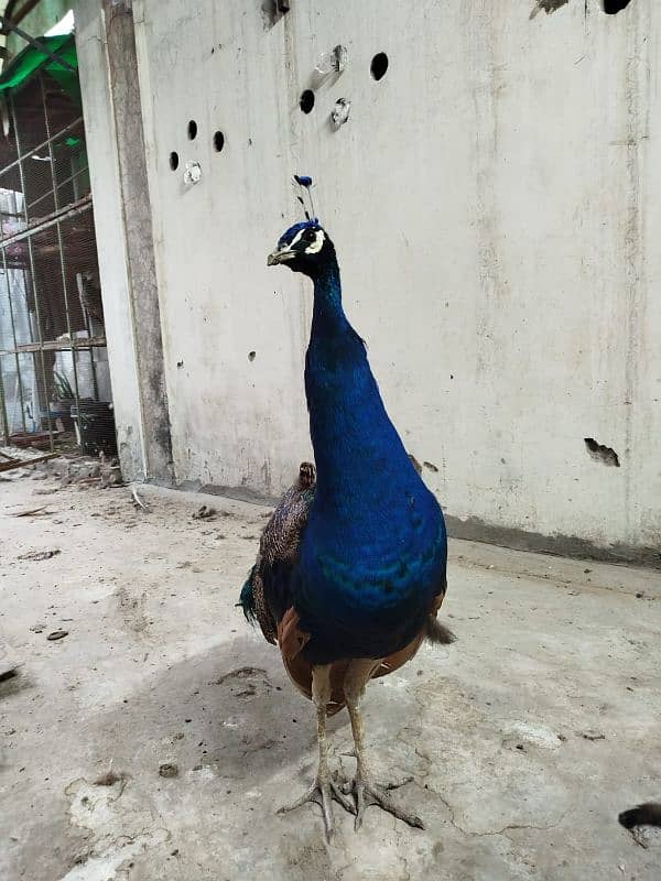 Breader Pair for Sale With 1 year Chick. Urgent Sale 0