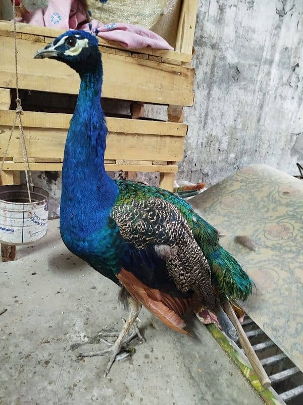 Breader Pair for Sale With 1 year Chick. Urgent Sale 2