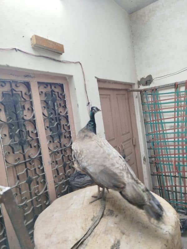 Breader Pair for Sale With 1 year Chick. Urgent Sale 6