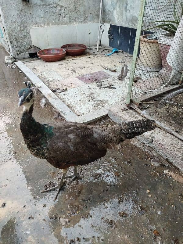 Breader Pair for Sale With 1 year Chick. Urgent Sale 9