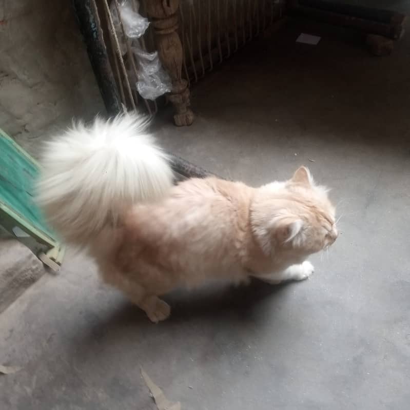 Persian cat | Male Cat | Trpple Coat | Flower Tale 1