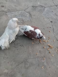 pigeon pair Lucky kabootar and Desi murga