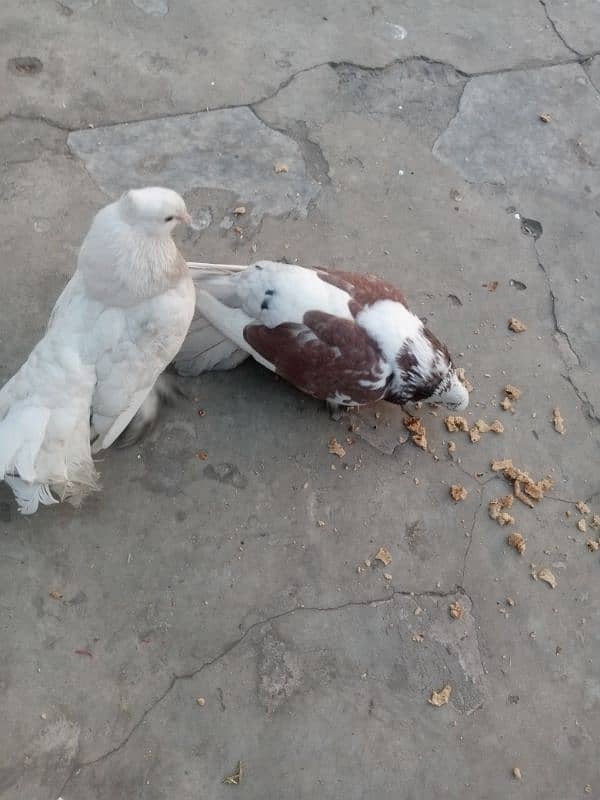 pigeon pair Lucky kabootar and Desi murga 0