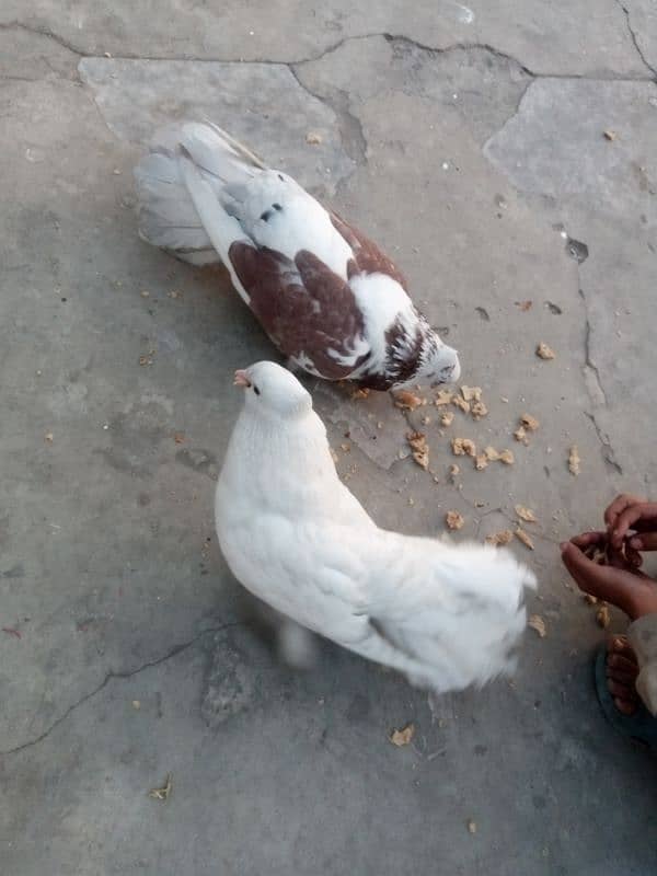 pigeon pair Lucky kabootar and Desi murga 1