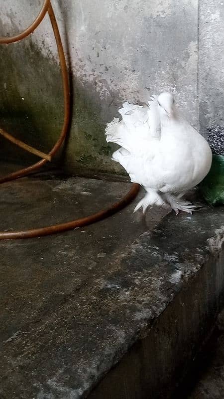 pigeon pair Lucky kabootar and Desi murga 3