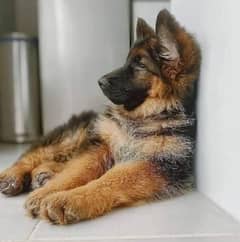 German Shepherd puppy do mantej for sale