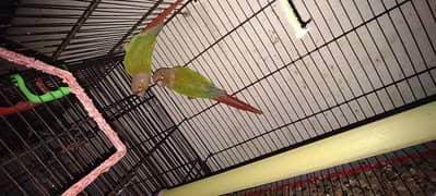 pineapple conure breeding pair