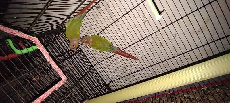 pineapple conure breeding pair 0