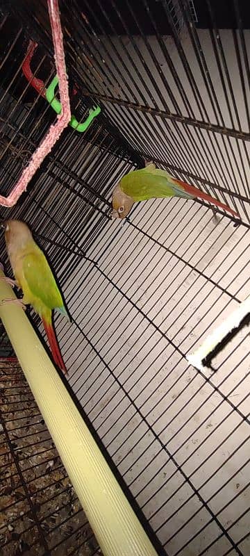 pineapple conure breeding pair 1