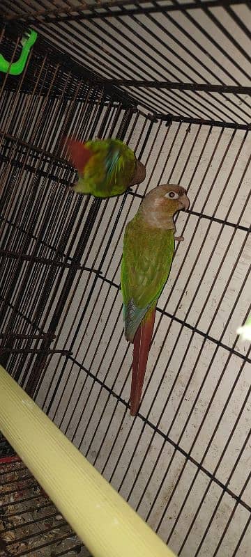 pineapple conure breeding pair 2