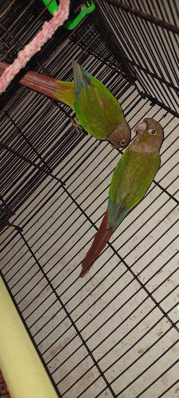 pineapple conure breeding pair 3