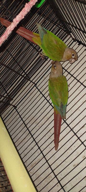 pineapple conure breeding pair 4