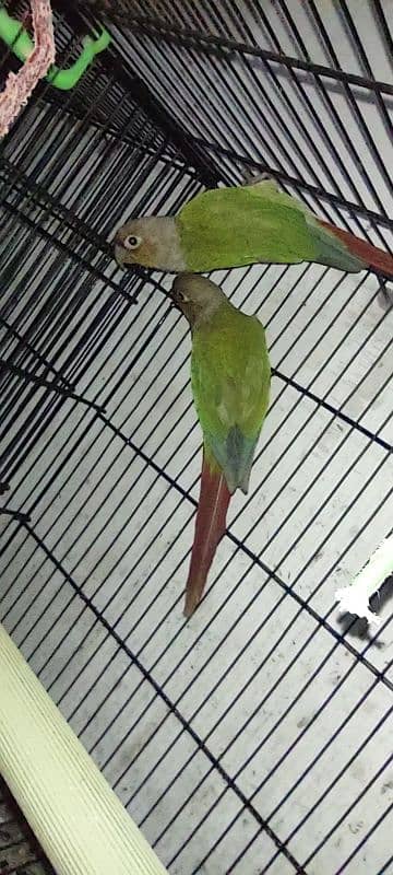 pineapple conure breeding pair 5