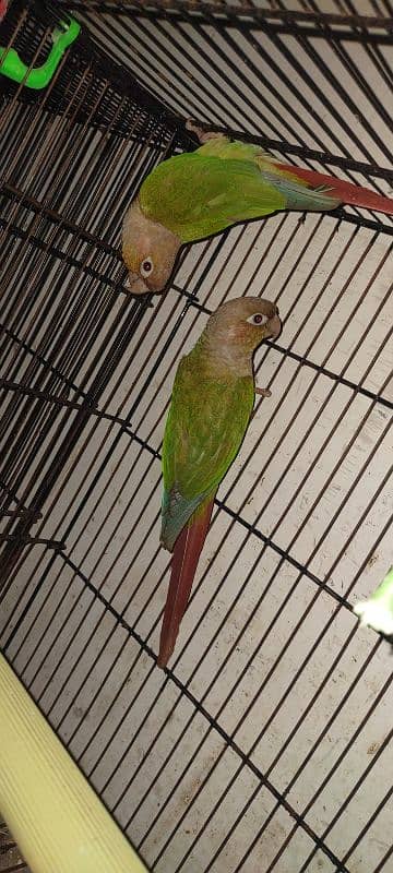 pineapple conure breeding pair 6