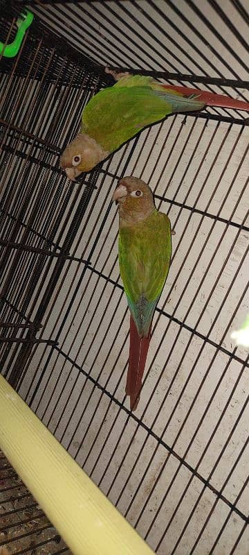 pineapple conure breeding pair 7