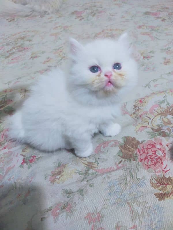 Persian Kittens 1