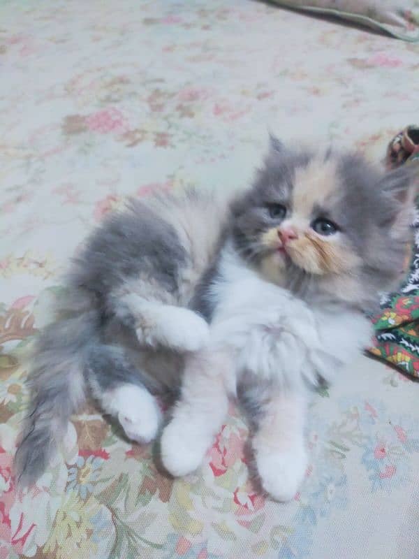 Persian Kittens 5