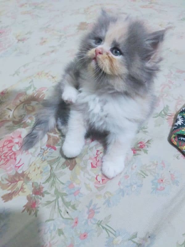 Persian Kittens 6