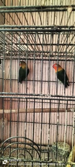 love birds pair 03016330804