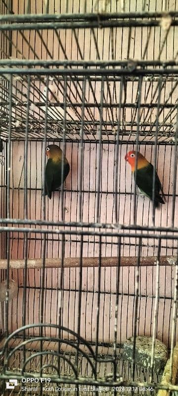 love birds pair 03016330804 0