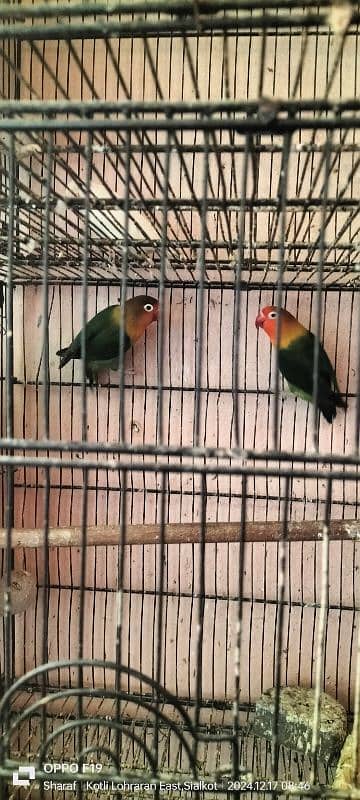 love birds pair 03016330804 1